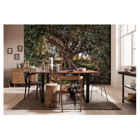 Fototapety - Olive Tree - Velikost 368 X 254 Cm