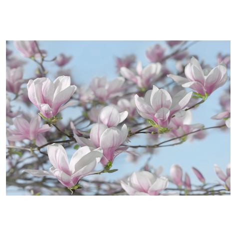 Fototapety - Magnolia - Rozměry 368 X 254 Cm