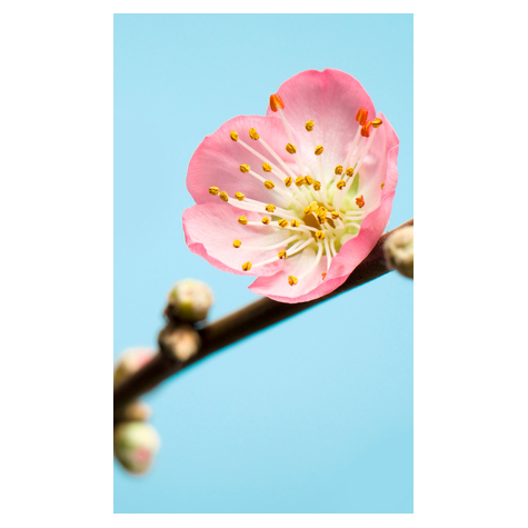 Vliesová Fototapeta - Peach Blossom - Rozměr 150 X 250 Cm