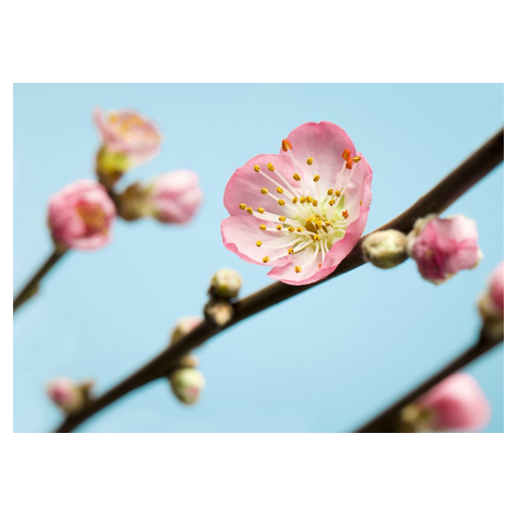 Vliesová Fototapeta - Peach Blossom - Rozměr 350 X 250 Cm