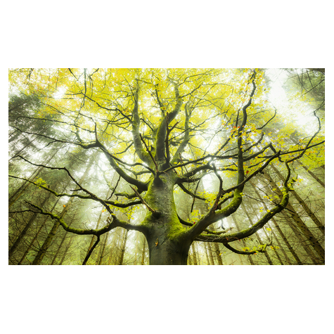 Vliesová Fototapeta - Strom Snů - Rozměr 450 X 280 Cm