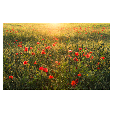 Vliesová Fototapeta - Poppy World - Rozměr 450 X 280 Cm