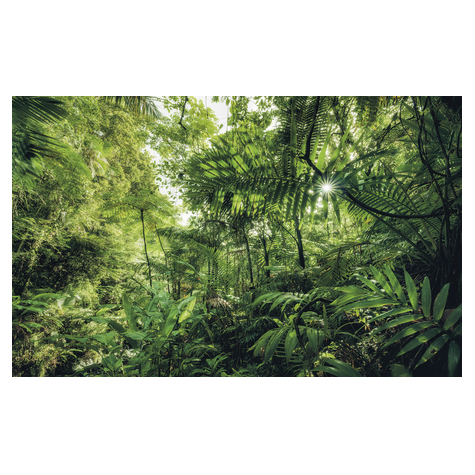 Netkaná Tapeta - Do Džungle - Velikost 400 X 250 Cm