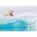 Fototapety - Arktický Lední Medvěd - Velikost 368 X 254 Cm