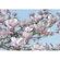 Photomurals  Photo Wallpaper - Magnolia - Size 368 X 254 Cm