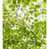 Non-Woven Wallpaper - In The Spring Forest - Size 250 X 280 Cm