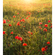 Vliesová Fototapeta - Poppy World - Rozměr 250 X 280 Cm
