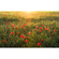 Vliesová Fototapeta - Poppy World - Rozměr 450 X 280 Cm