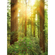 Non-Woven Wallpaper - Redwood - Size 200 X 250 Cm
